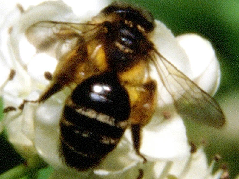 Andrena sp. (Apidae Andreninae).